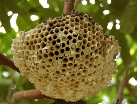 雷劈樹 蜜蜂 蜂窩
